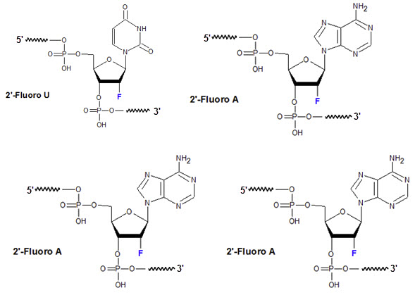 Bio-Synthesis Inc. Oligo Structure